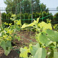 Сад для овощей и фруктов