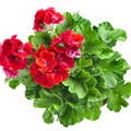 bigstock-Red-geranium-flower-close-up-i-44940808 tn